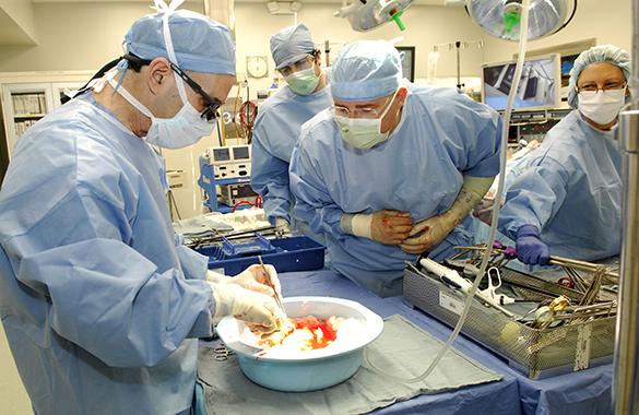 Jobs as transplant surgeon asts