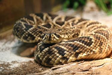 Tennessee Poison Center - Venomous Snakes of Tennessee - Vanderbilt ...