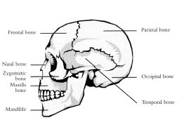 Trauma Survivors Network at Vanderbilt - Bones of the Skull ...