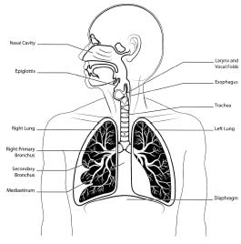 Trauma Survivors Network at Vanderbilt - Anatomy of the Respiratory ...