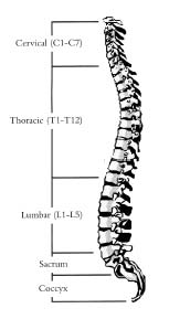 Trauma Survivors Network at Vanderbilt - Anatomy of the Spinal Cord ...